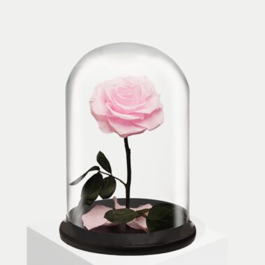 Forever Roses